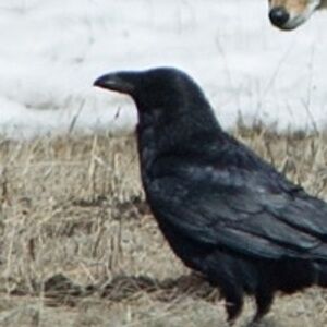 Spiral Artisan Cuff | Hammered Metal Plaque + Black Suede Leather Bracelet